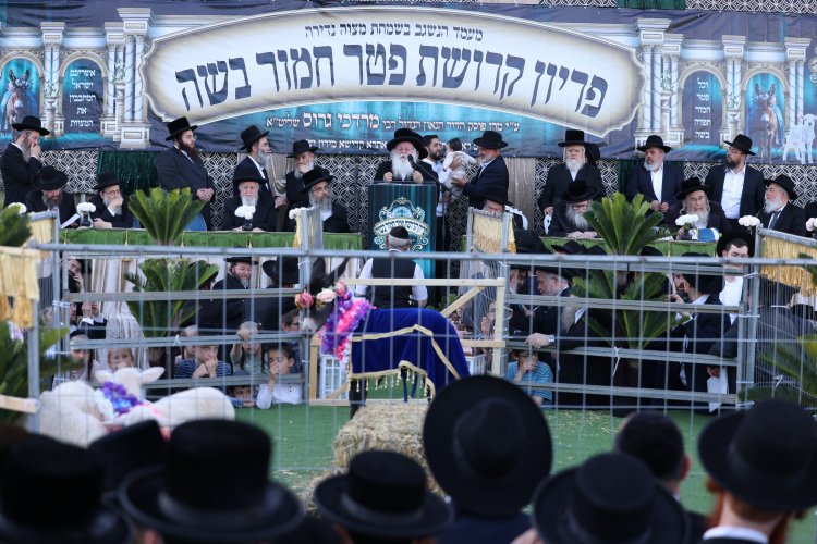 מצוות פדיון פטר חמור בהשתתפות אלפים במירון (צילום: דוד כהן) מצוות פדיון פטר חמור בהשתתפות אלפים במירון (צילום: דוד כהן)