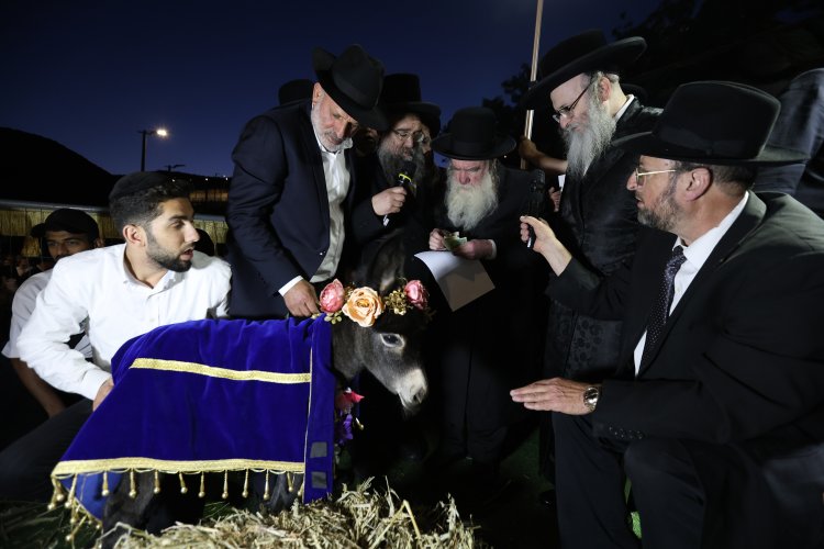 מצוות פדיון פטר חמור בהשתתפות אלפים במירון (צילום: דוד כהן) מצוות פדיון פטר חמור בהשתתפות אלפים במירון (צילום: דוד כהן)