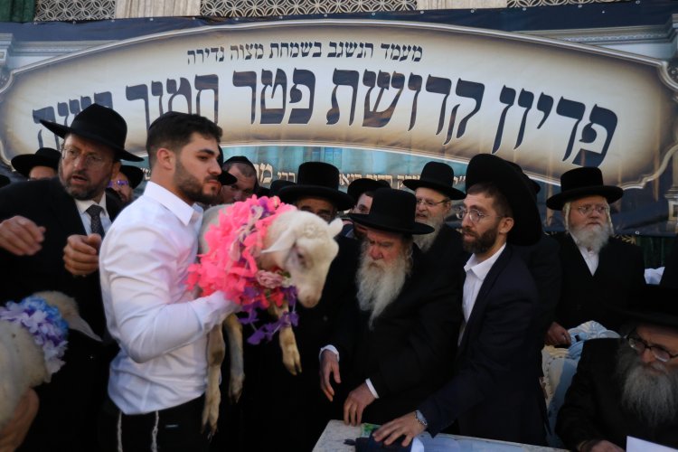 מצוות פדיון פטר חמור בהשתתפות אלפים במירון (צילום: דוד כהן) מצוות פדיון פטר חמור בהשתתפות אלפים במירון (צילום: דוד כהן)