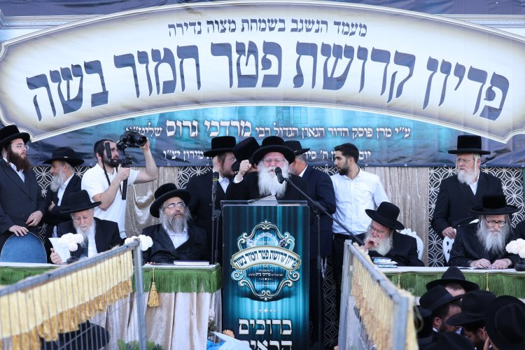 מצוות פדיון פטר חמור בהשתתפות אלפים במירון (צילום: דוד כהן) מצוות פדיון פטר חמור בהשתתפות אלפים במירון (צילום: דוד כהן)