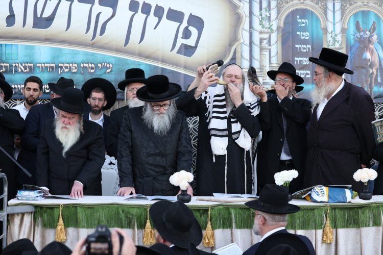 מצוות פדיון פטר חמור בהשתתפות אלפים במירון (צילום: דוד כהן) מצוות פדיון פטר חמור בהשתתפות אלפים במירון (צילום: דוד כהן)