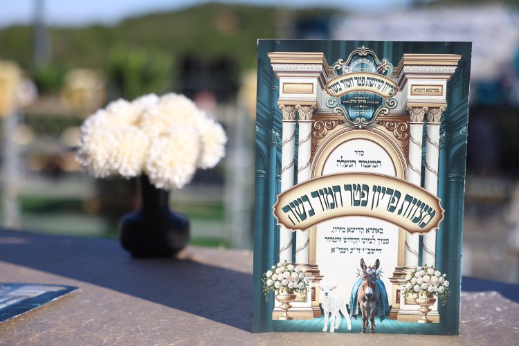 מצוות פדיון פטר חמור בהשתתפות אלפים במירון (צילום: דוד כהן) מצוות פדיון פטר חמור בהשתתפות אלפים במירון (צילום: דוד כהן)