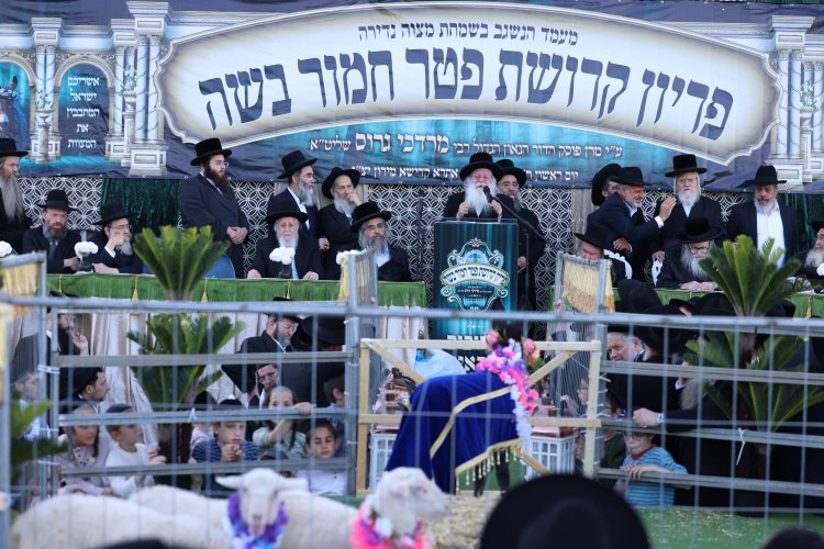 מצוות פדיון פטר חמור בהשתתפות אלפים במירון (צילום: דוד כהן) מצוות פדיון פטר חמור בהשתתפות אלפים במירון (צילום: דוד כהן)