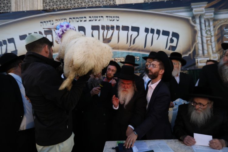 מצוות פדיון פטר חמור בהשתתפות אלפים במירון (צילום: דוד כהן) מצוות פדיון פטר חמור בהשתתפות אלפים במירון (צילום: דוד כהן)