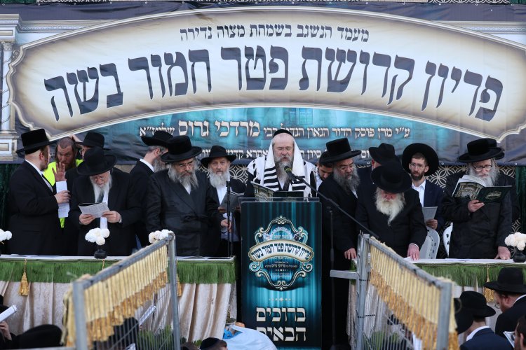 מצוות פדיון פטר חמור בהשתתפות אלפים במירון (צילום: דוד כהן) מצוות פדיון פטר חמור בהשתתפות אלפים במירון (צילום: דוד כהן)