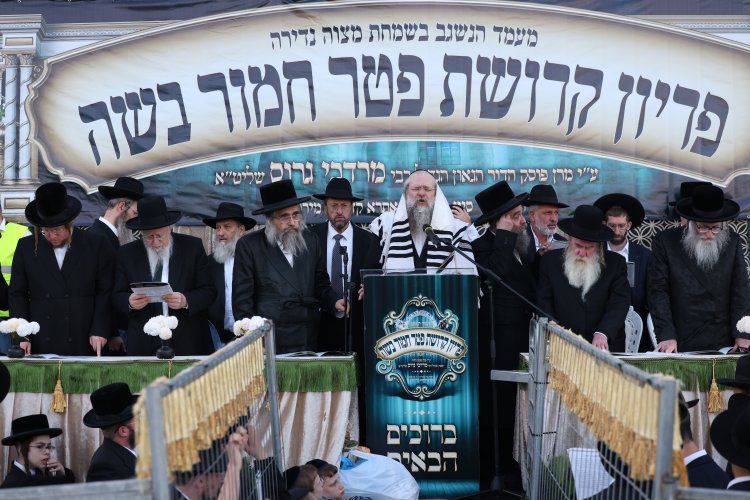 מצוות פדיון פטר חמור בהשתתפות אלפים במירון (צילום: דוד כהן) מצוות פדיון פטר חמור בהשתתפות אלפים במירון (צילום: דוד כהן)