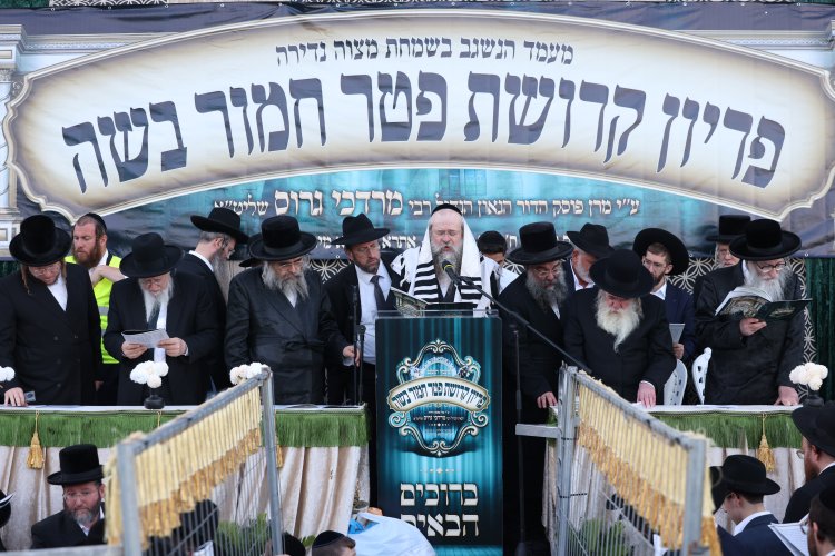מצוות פדיון פטר חמור בהשתתפות אלפים במירון (צילום: דוד כהן) מצוות פדיון פטר חמור בהשתתפות אלפים במירון (צילום: דוד כהן)