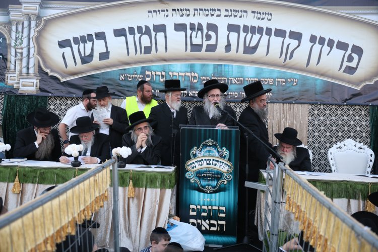 מצוות פדיון פטר חמור בהשתתפות אלפים במירון (צילום: דוד כהן) מצוות פדיון פטר חמור בהשתתפות אלפים במירון (צילום: דוד כהן)