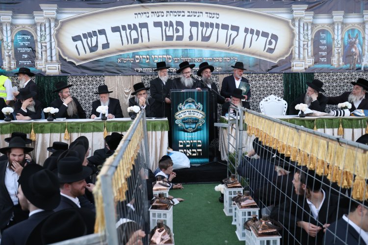 מצוות פדיון פטר חמור בהשתתפות אלפים במירון (צילום: דוד כהן) מצוות פדיון פטר חמור בהשתתפות אלפים במירון (צילום: דוד כהן)