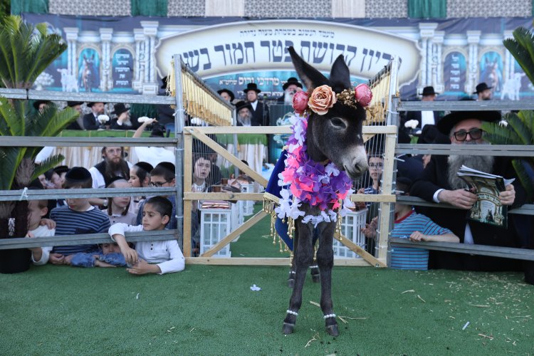 מצוות פדיון פטר חמור בהשתתפות אלפים במירון (צילום: דוד כהן) מצוות פדיון פטר חמור בהשתתפות אלפים במירון (צילום: דוד כהן)