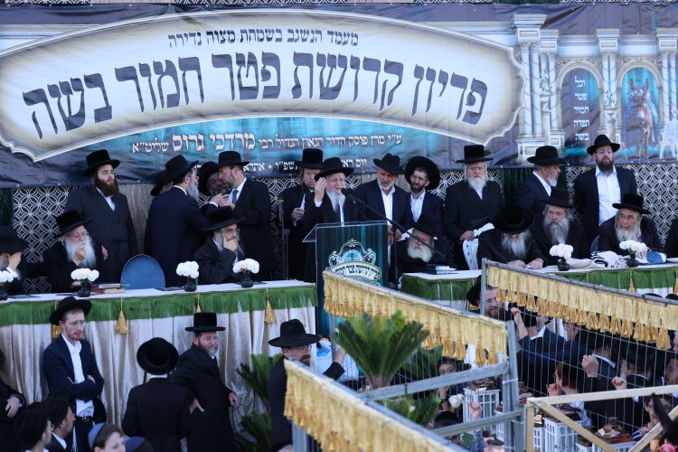 מצוות פדיון פטר חמור בהשתתפות אלפים במירון (צילום: דוד כהן) מצוות פדיון פטר חמור בהשתתפות אלפים במירון (צילום: דוד כהן)