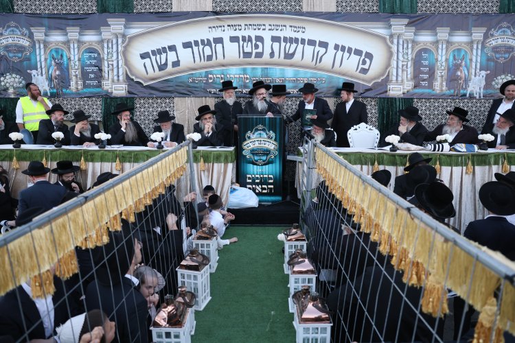 מצוות פדיון פטר חמור בהשתתפות אלפים במירון (צילום: דוד כהן) מצוות פדיון פטר חמור בהשתתפות אלפים במירון (צילום: דוד כהן)