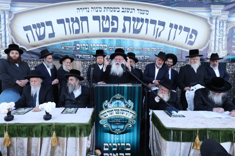 מצוות פדיון פטר חמור בהשתתפות אלפים במירון (צילום: דוד כהן) מצוות פדיון פטר חמור בהשתתפות אלפים במירון (צילום: דוד כהן)