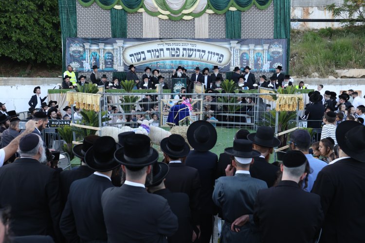 מצוות פדיון פטר חמור בהשתתפות אלפים במירון (צילום: דוד כהן) מצוות פדיון פטר חמור בהשתתפות אלפים במירון (צילום: דוד כהן)