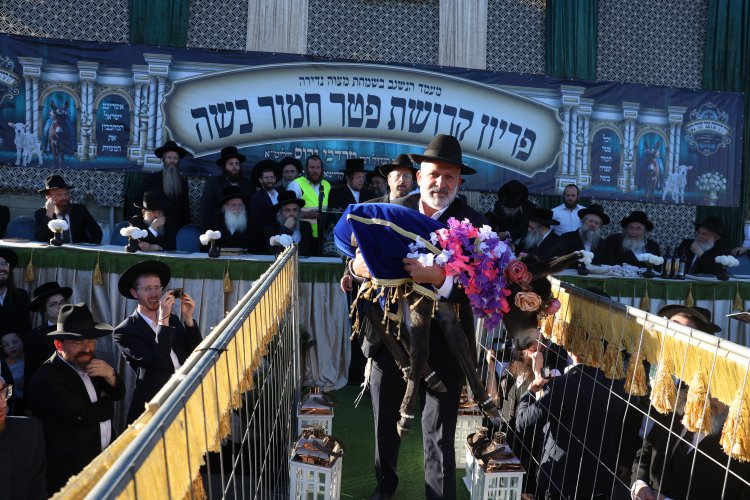 מצוות פדיון פטר חמור בהשתתפות אלפים במירון (צילום: דוד כהן) מצוות פדיון פטר חמור בהשתתפות אלפים במירון (צילום: דוד כהן)
