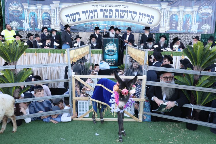 מצוות פדיון פטר חמור בהשתתפות אלפים במירון (צילום: דוד כהן) מצוות פדיון פטר חמור בהשתתפות אלפים במירון (צילום: דוד כהן)