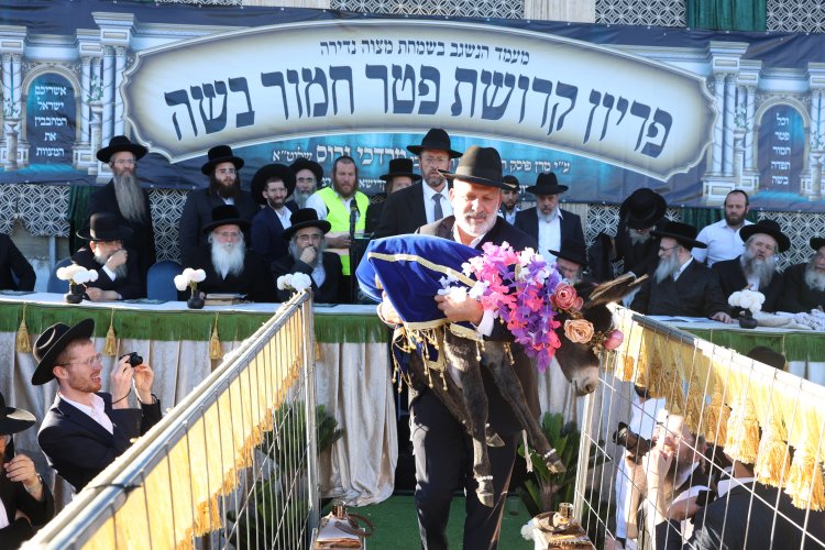 מצוות פדיון פטר חמור בהשתתפות אלפים במירון (צילום: דוד כהן) מצוות פדיון פטר חמור בהשתתפות אלפים במירון (צילום: דוד כהן)