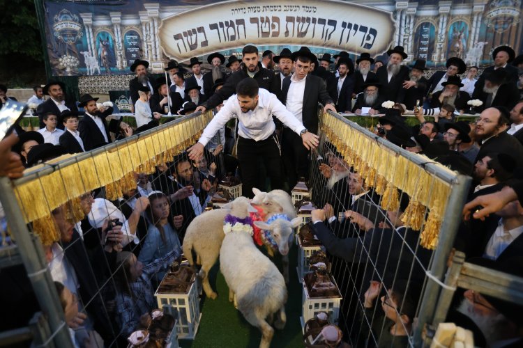 מצוות פדיון פטר חמור בהשתתפות אלפים במירון (צילום: דוד כהן) מצוות פדיון פטר חמור בהשתתפות אלפים במירון (צילום: דוד כהן)