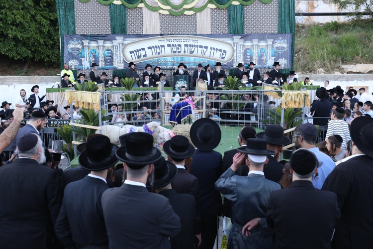 מצוות פדיון פטר חמור בהשתתפות אלפים במירון (צילום: דוד כהן) מצוות פדיון פטר חמור בהשתתפות אלפים במירון (צילום: דוד כהן)