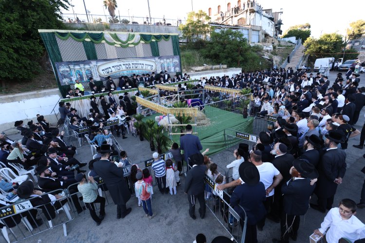 מצוות פדיון פטר חמור בהשתתפות אלפים במירון (צילום: דוד כהן) מצוות פדיון פטר חמור בהשתתפות אלפים במירון (צילום: דוד כהן)