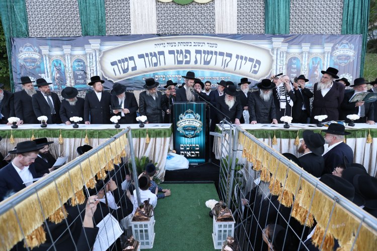 מצוות פדיון פטר חמור בהשתתפות אלפים במירון (צילום: דוד כהן) מצוות פדיון פטר חמור בהשתתפות אלפים במירון (צילום: דוד כהן)