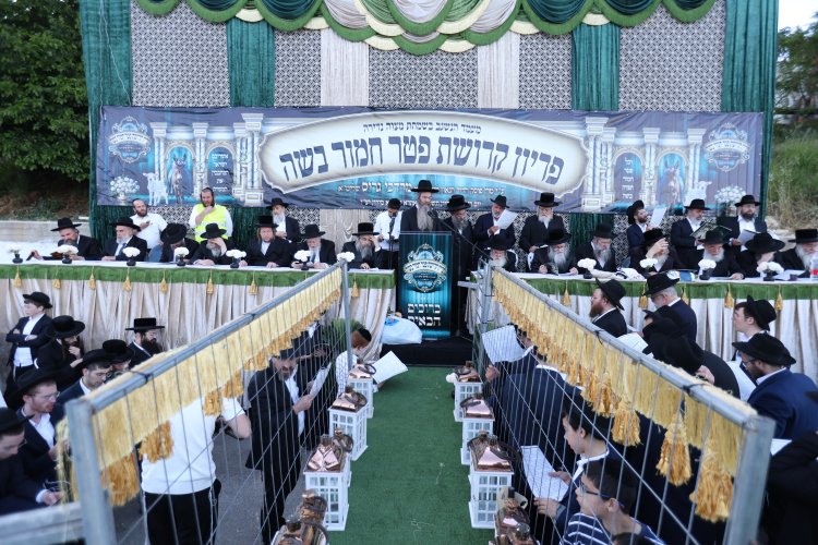 מצוות פדיון פטר חמור בהשתתפות אלפים במירון (צילום: דוד כהן) מצוות פדיון פטר חמור בהשתתפות אלפים במירון (צילום: דוד כהן)