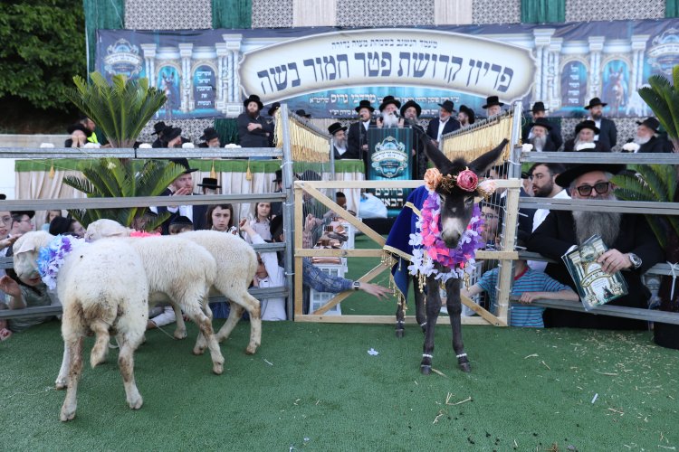 מצוות פדיון פטר חמור בהשתתפות אלפים במירון (צילום: דוד כהן) מצוות פדיון פטר חמור בהשתתפות אלפים במירון (צילום: דוד כהן)