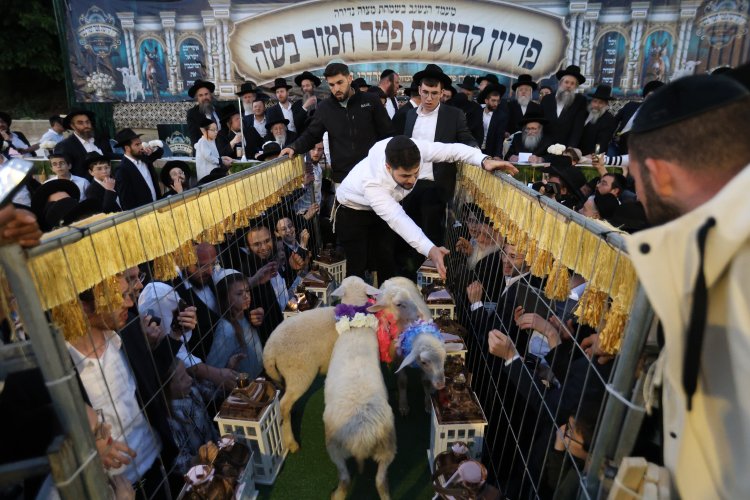 מצוות פדיון פטר חמור בהשתתפות אלפים במירון (צילום: דוד כהן) מצוות פדיון פטר חמור בהשתתפות אלפים במירון (צילום: דוד כהן)