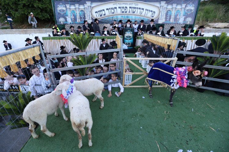מצוות פדיון פטר חמור בהשתתפות אלפים במירון (צילום: דוד כהן) מצוות פדיון פטר חמור בהשתתפות אלפים במירון (צילום: דוד כהן)